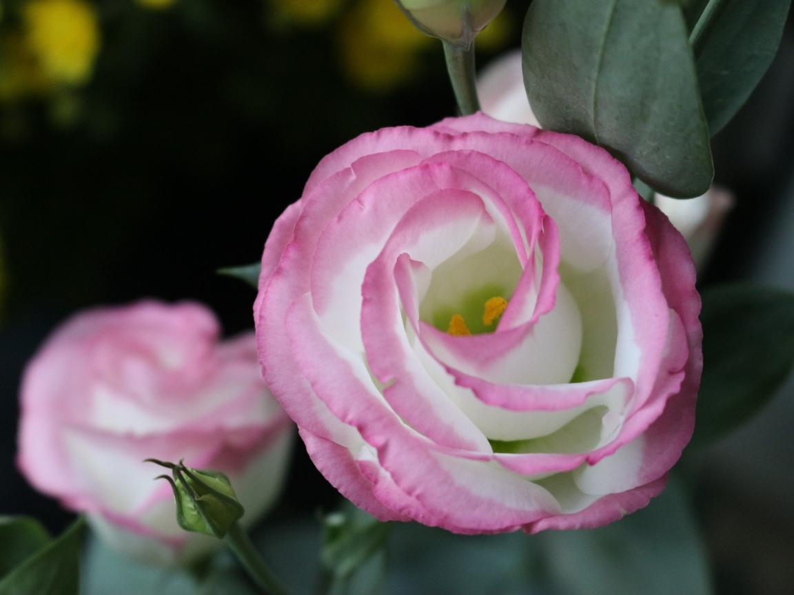 Розовые цветы эустома крупным планом