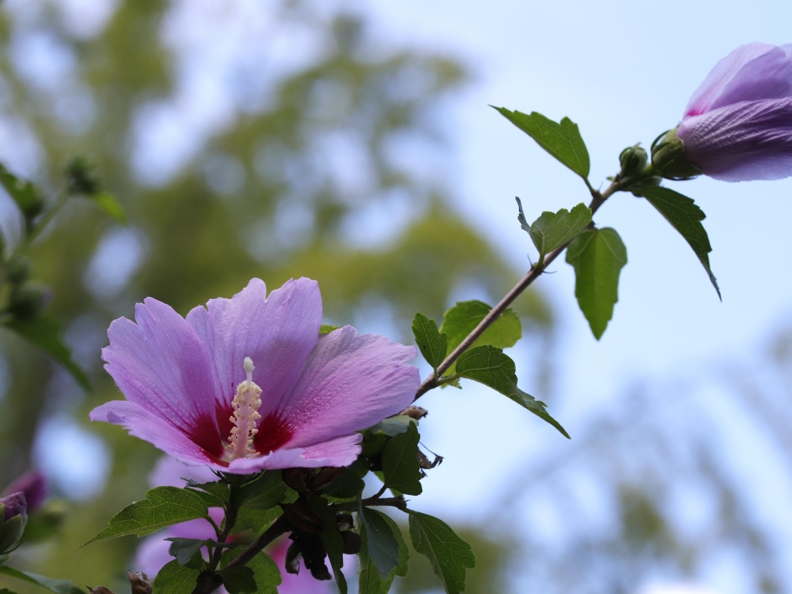 Розовые цветы гибискуса  на клумбе