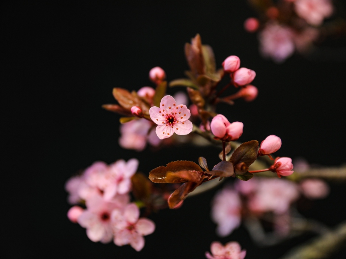 Розовые весенние цветы на ветках на черном фоне