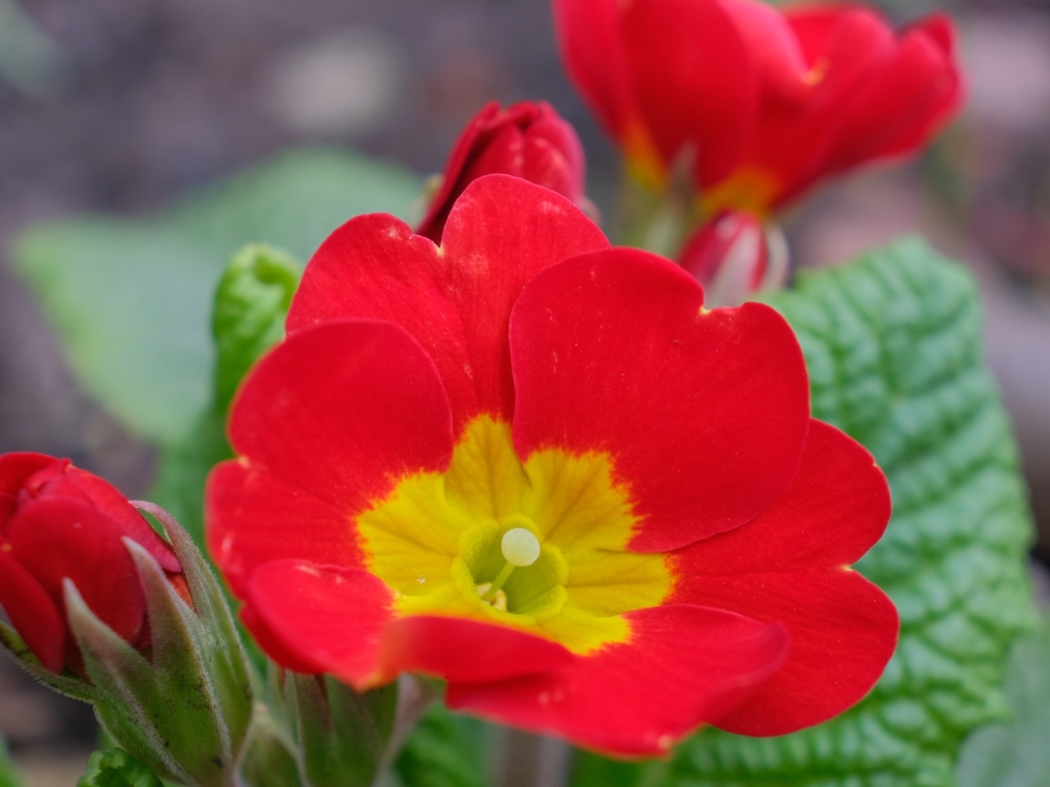 Красный комнатный цветок примула с бутонами