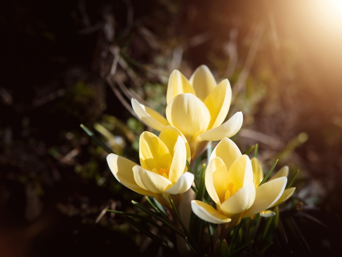 Маленькие милые весенние желтые цветы крокуса