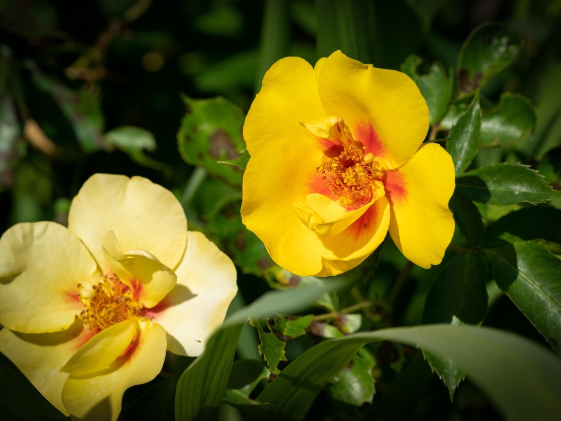 Две желтые парковые розы крупным планом