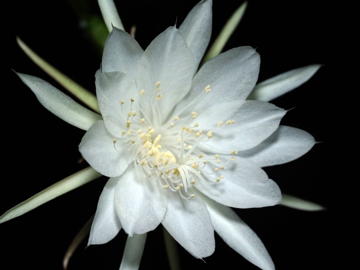 Белый цветок кактуса на черном фоне