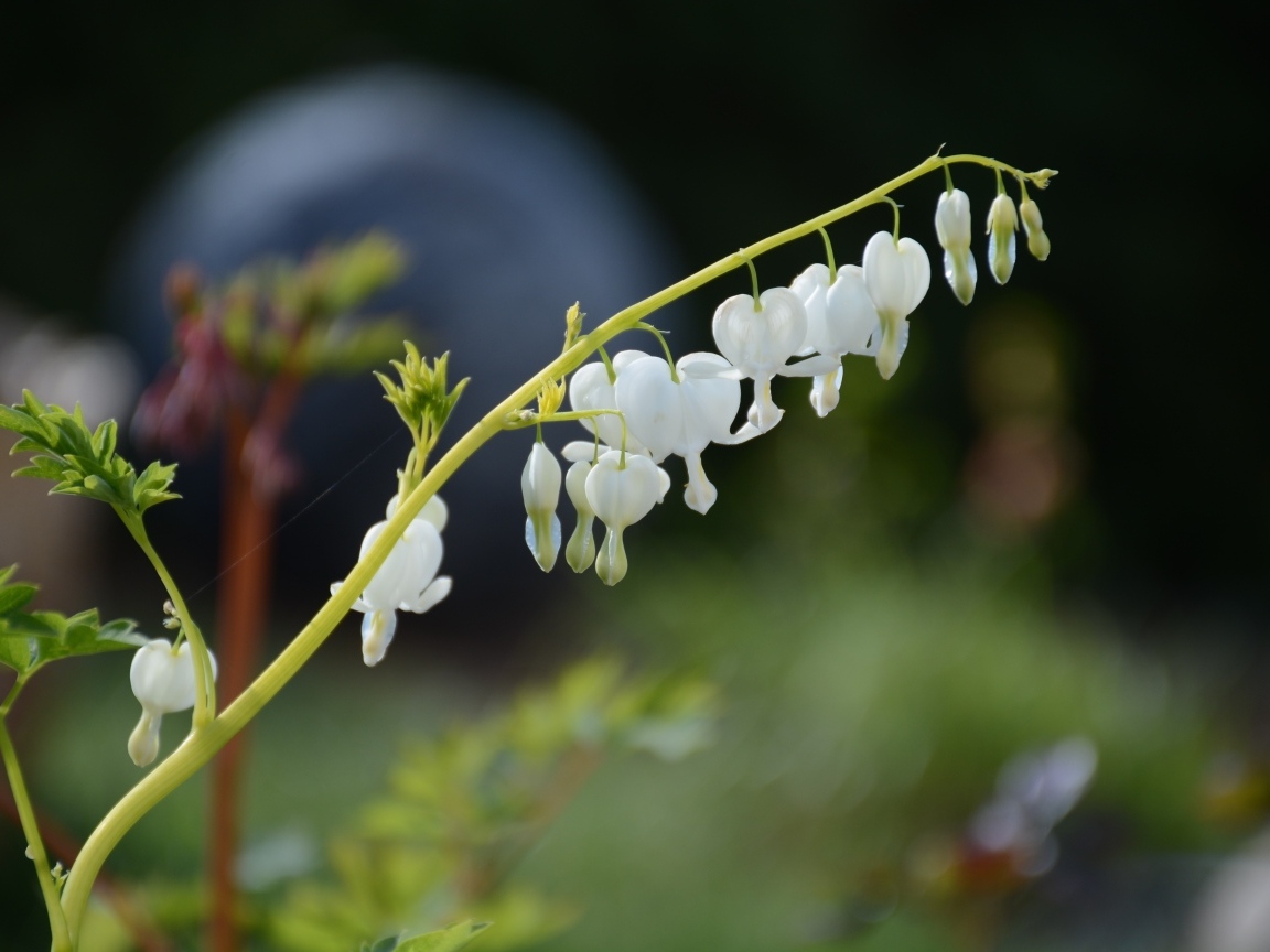 Белые нежные цветы фуксии 