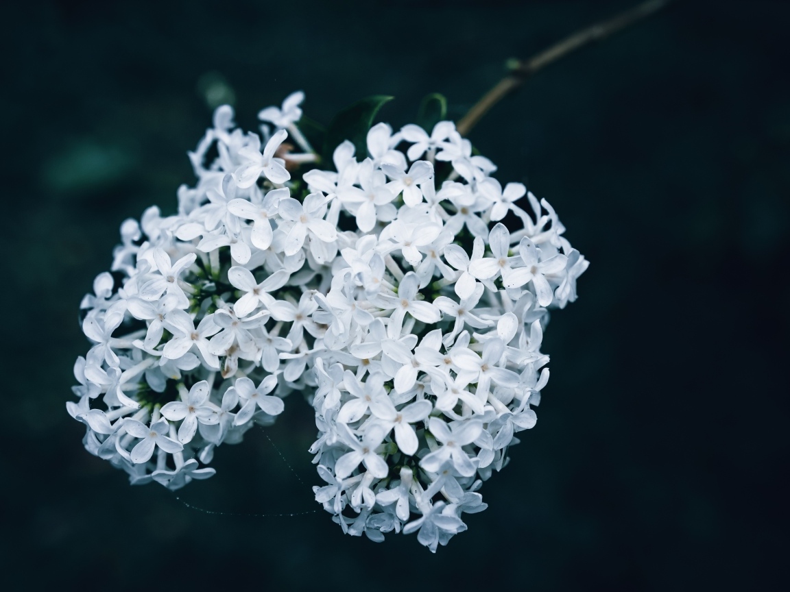 Белые цветы сирени крупным планом