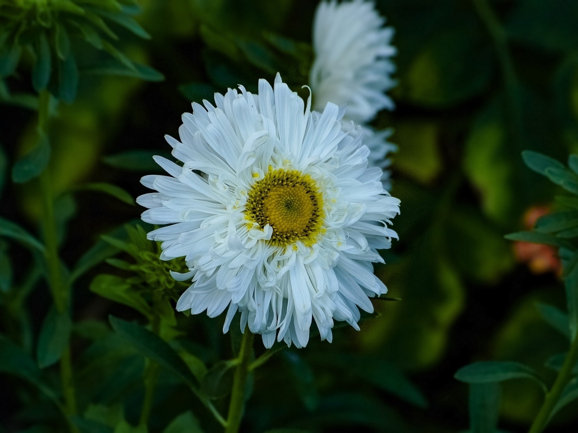 Белый летний цветок астра на клумбе