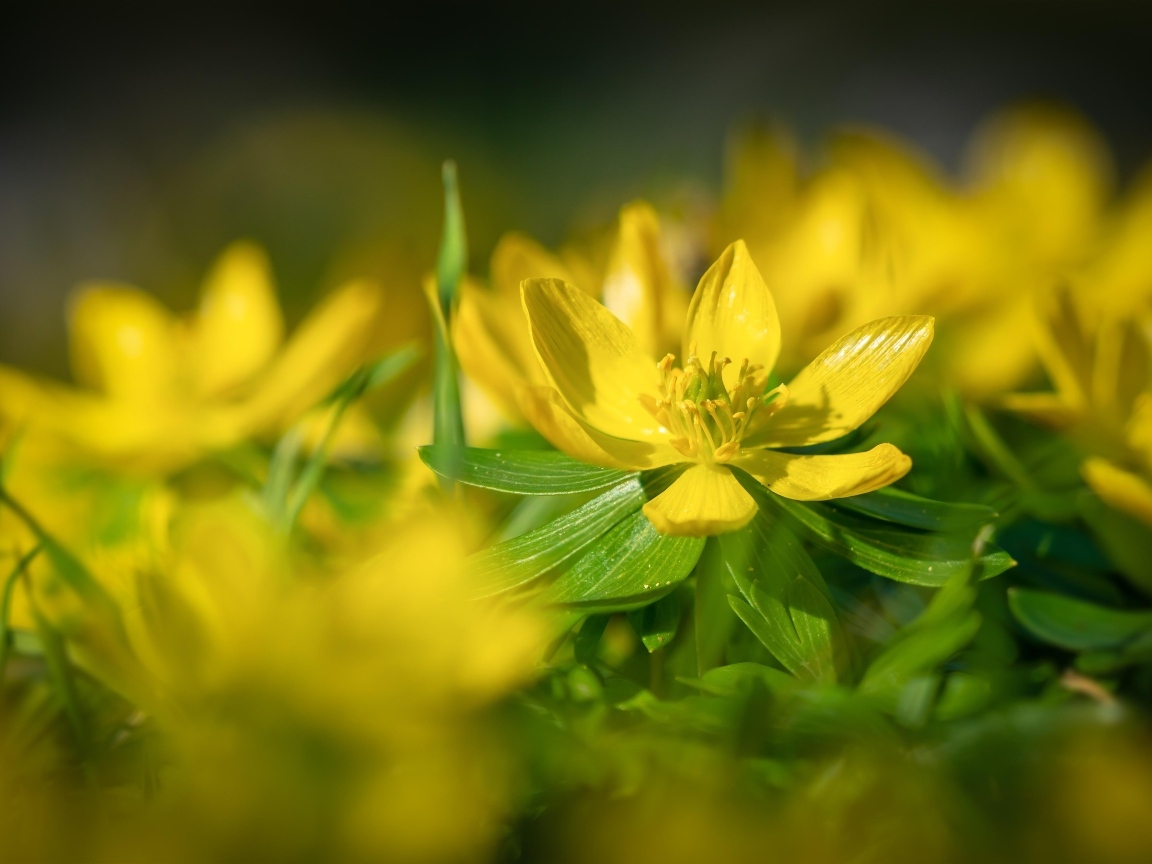 Желтые полевые лютики 