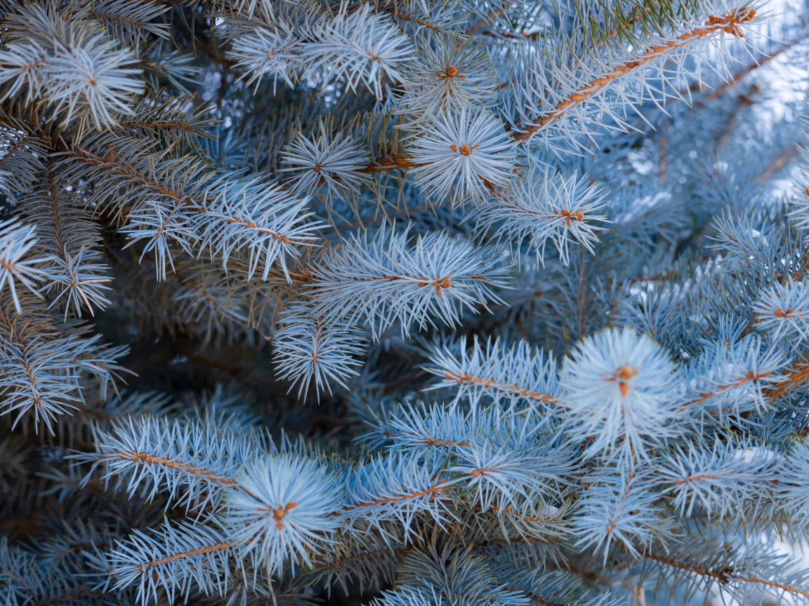 Ветки голубой ели крупным планом
