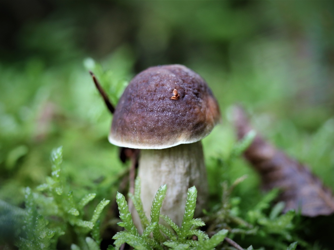 Маленький гриб в зеленом мху