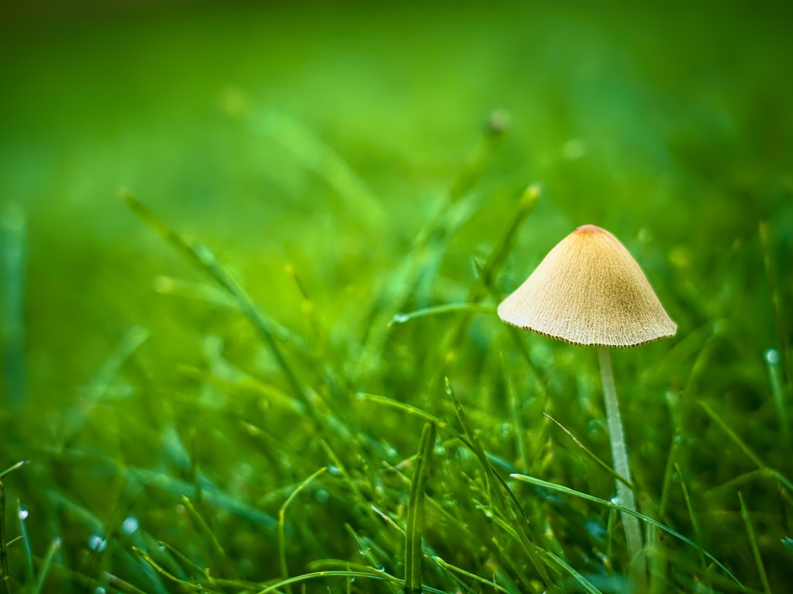 Гриб поганка в зеленой траве