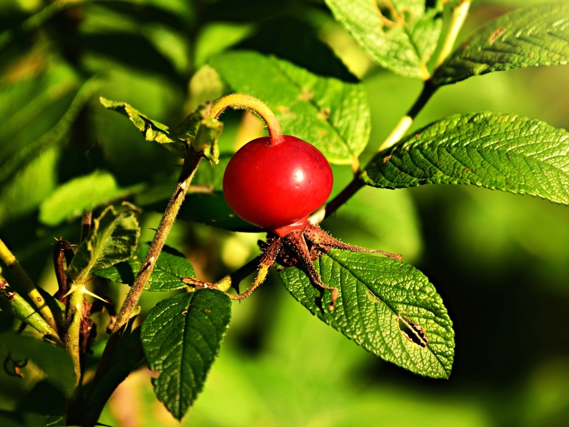 Красная ягода шиповника на ветке с зелеными листьями