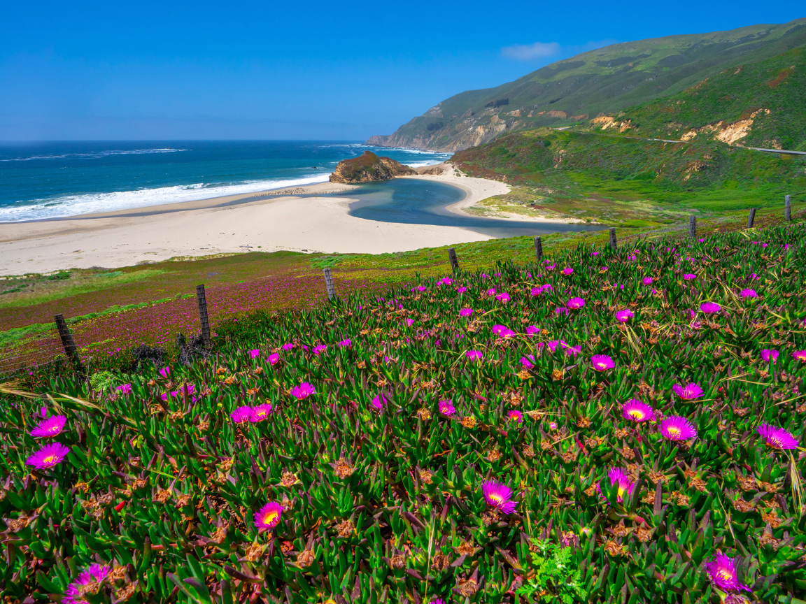 Розовые цветы на холме у океана 