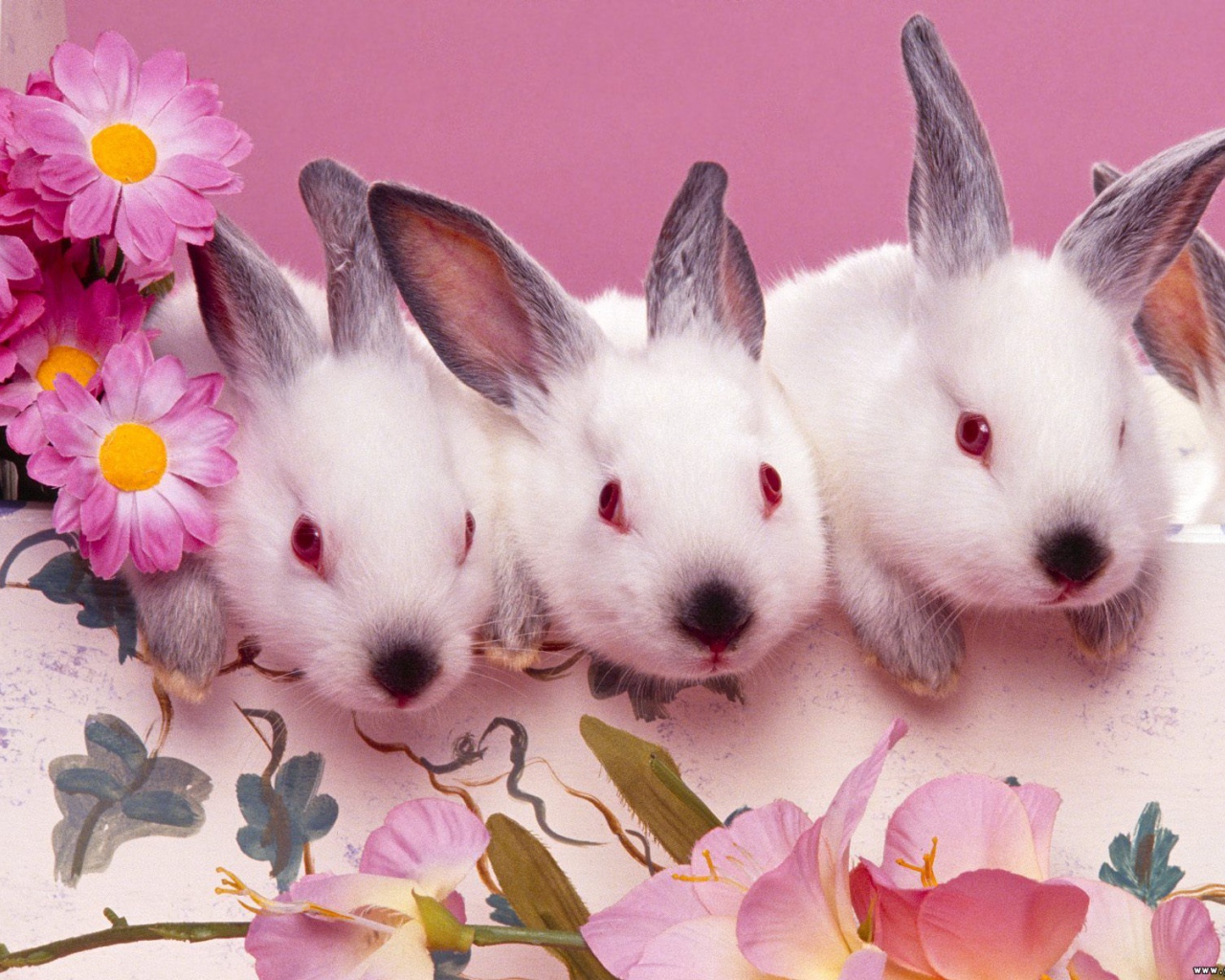 Розовые кролики