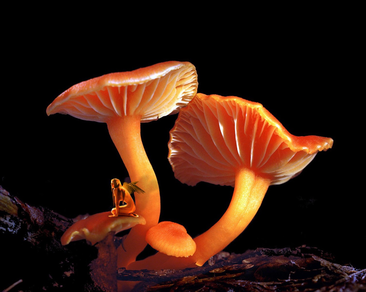 Грибной Эльф