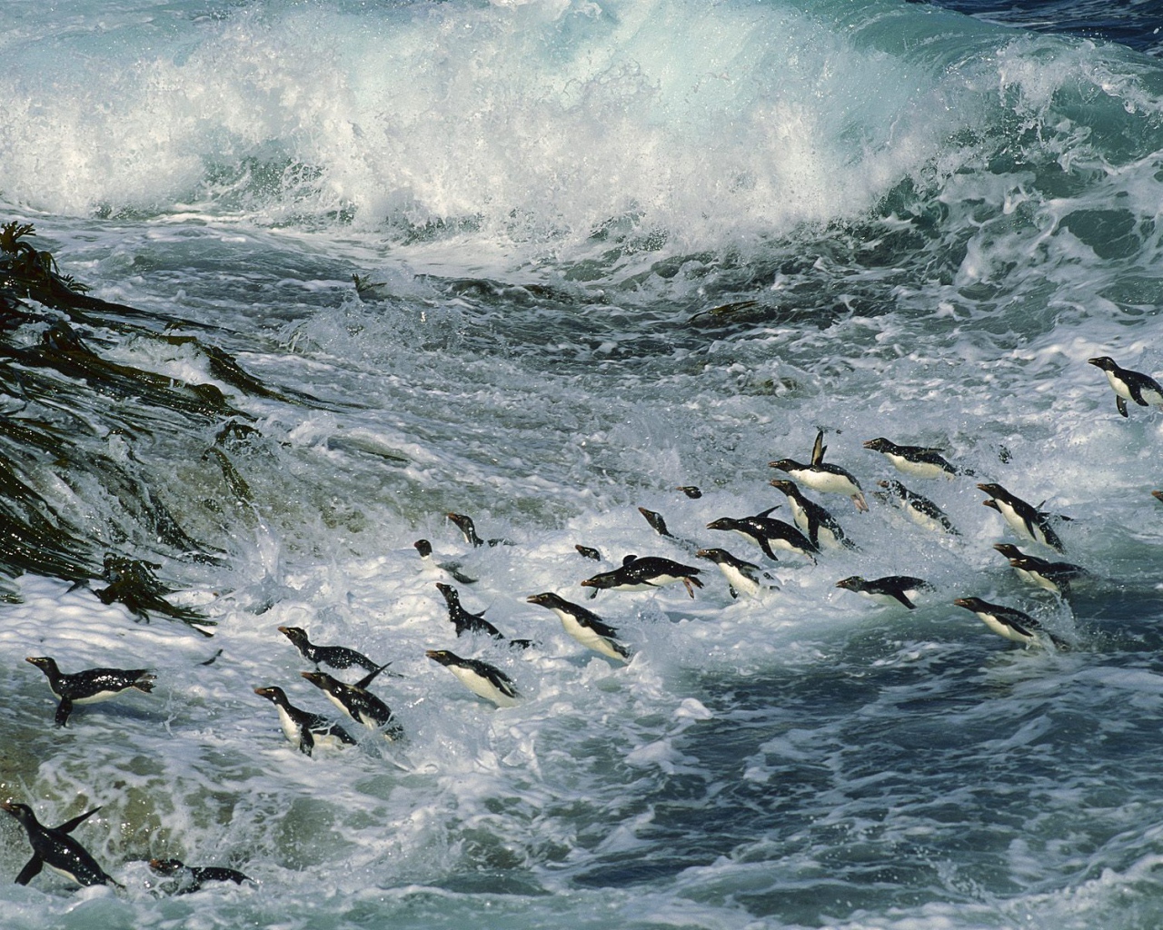 Множество пингвинов