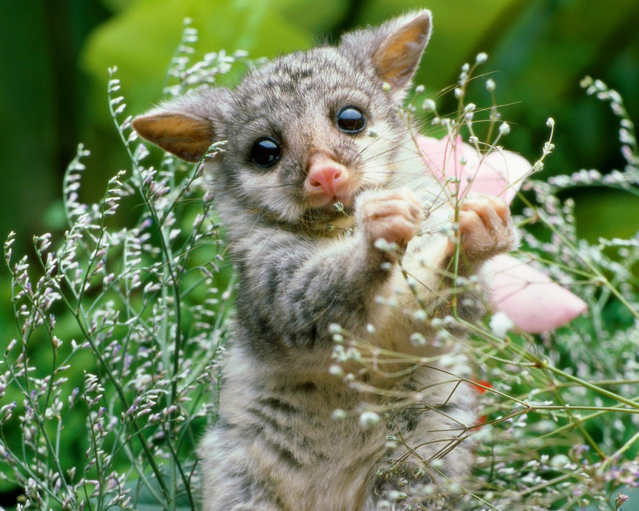 Игривый Лемур