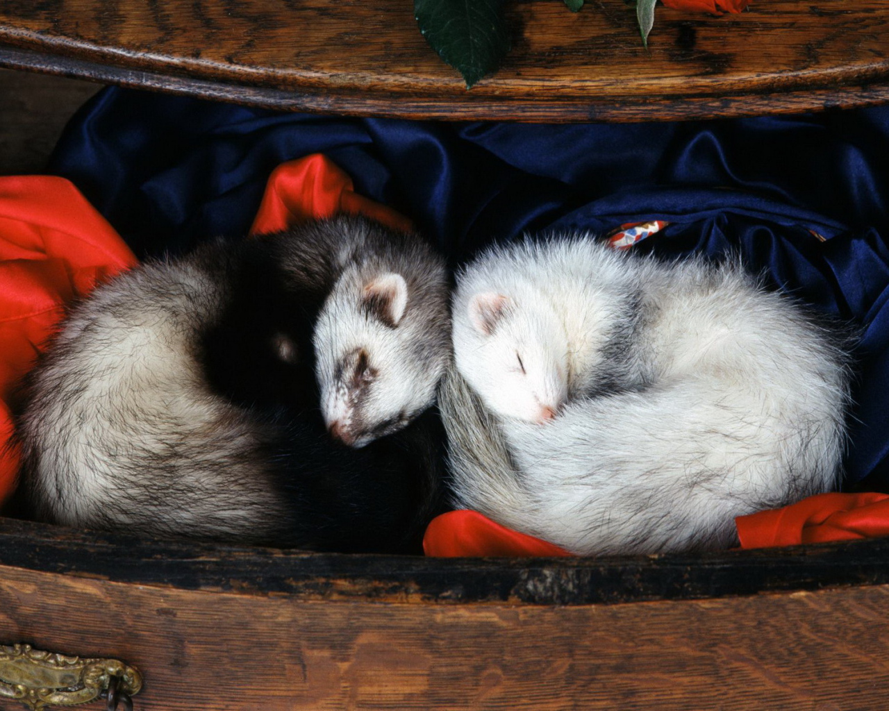 Спящие норки