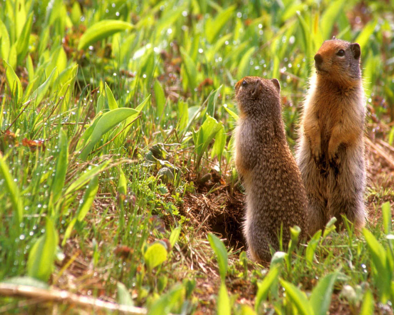 Зверьки на задних лапах