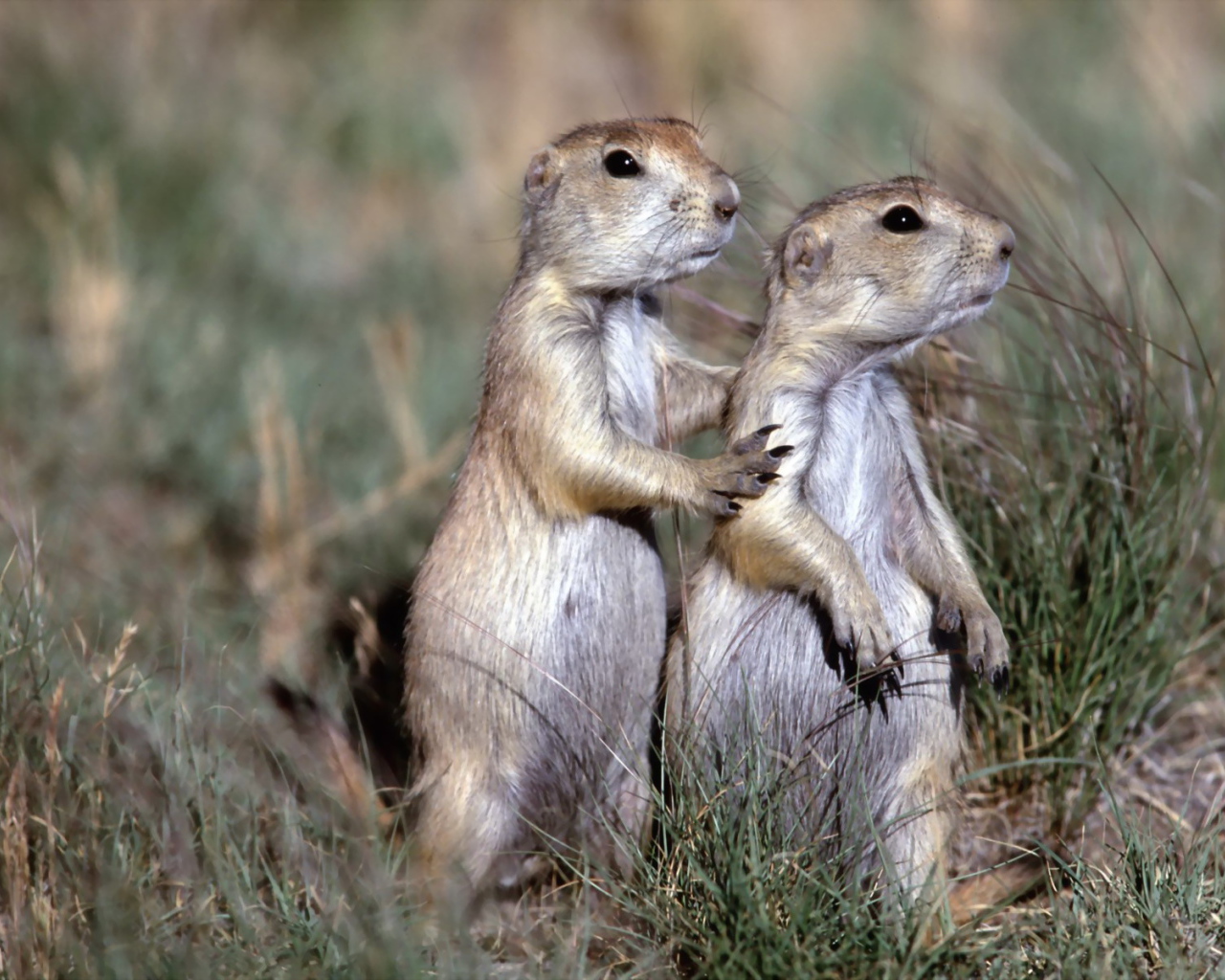 Два бурундука