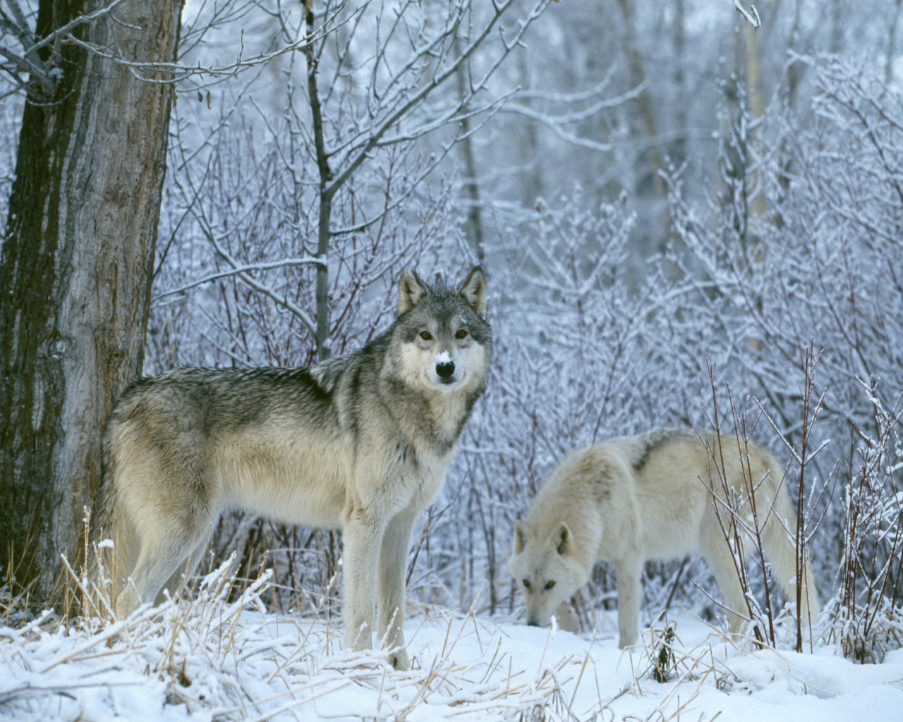 Зимние волки