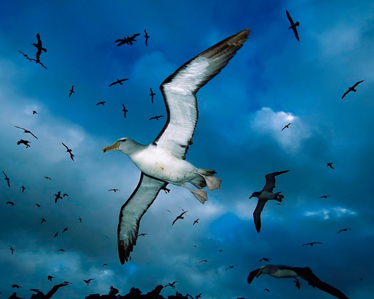 Стая морских чаек