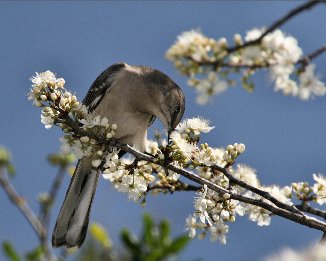 Птичка на ветке