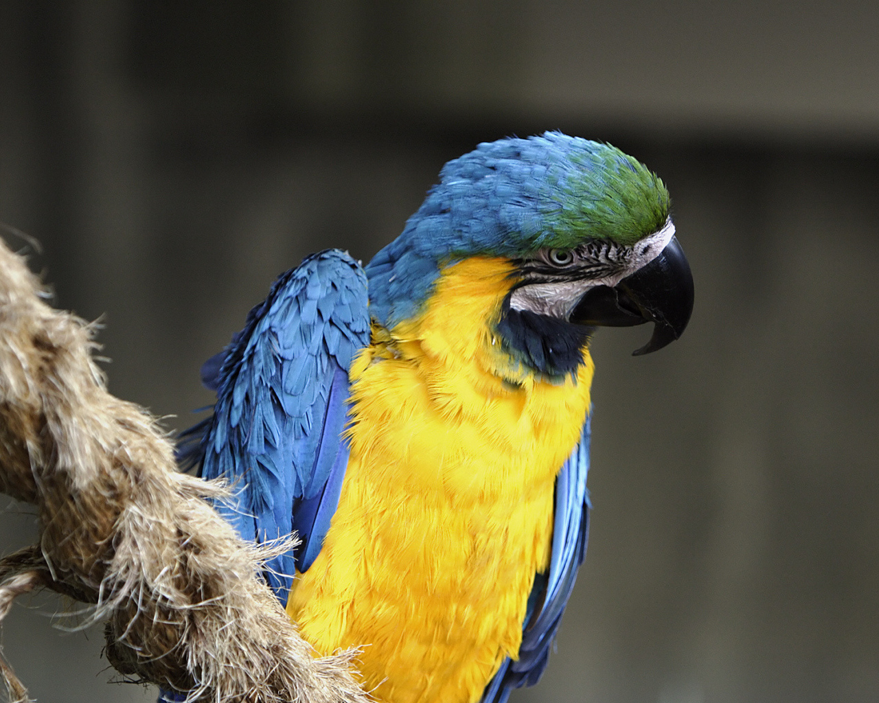 Норвежский голубой попугай