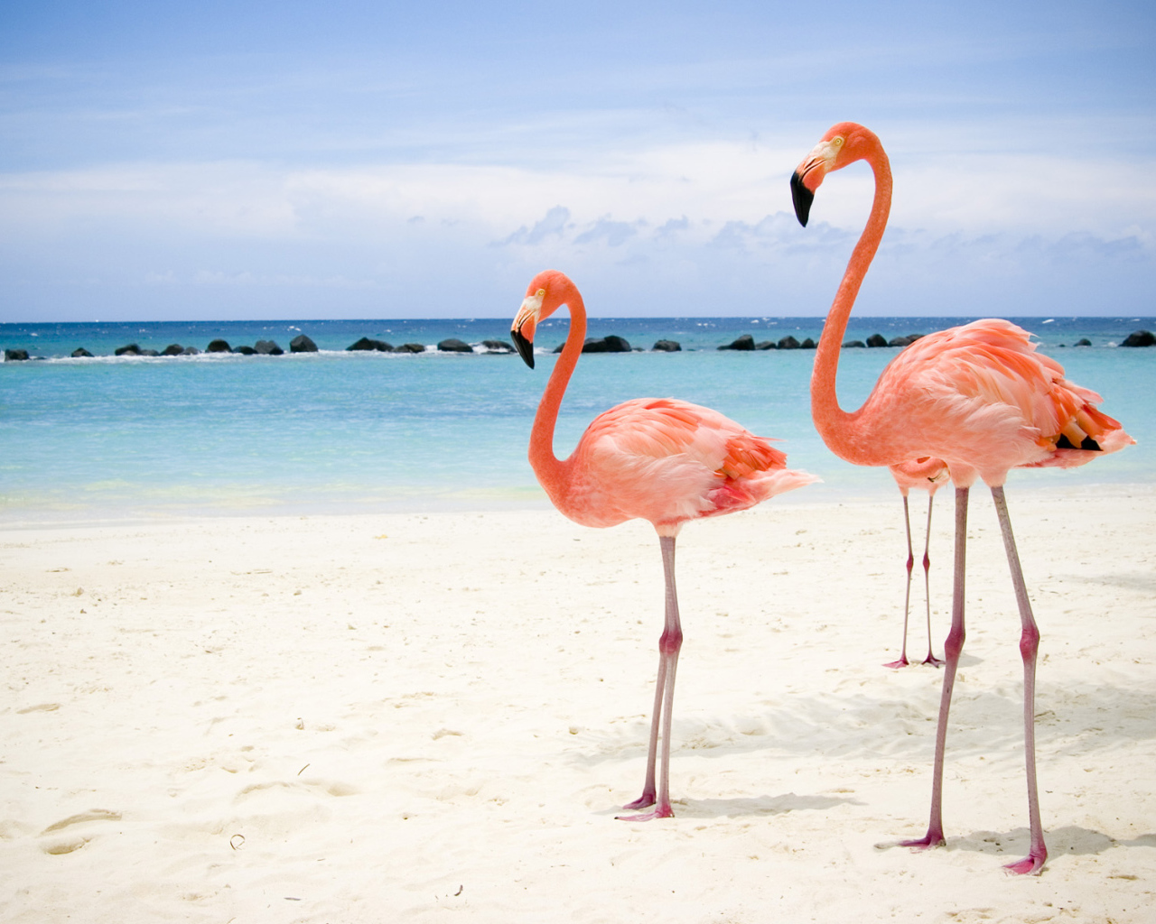 Розовый фламинго