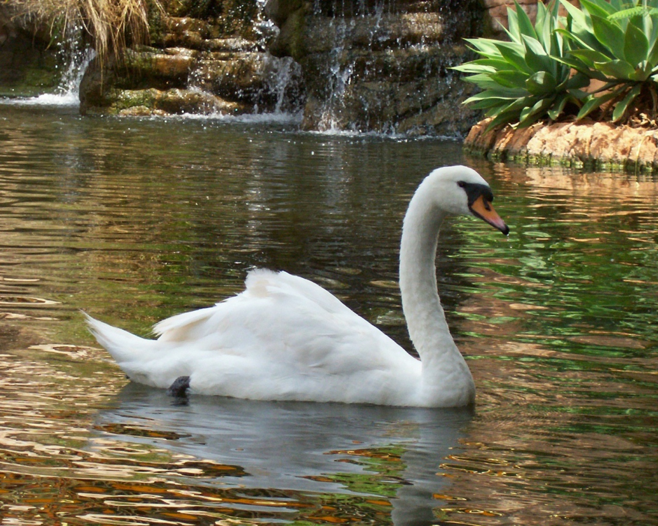 Лебедь в пруду