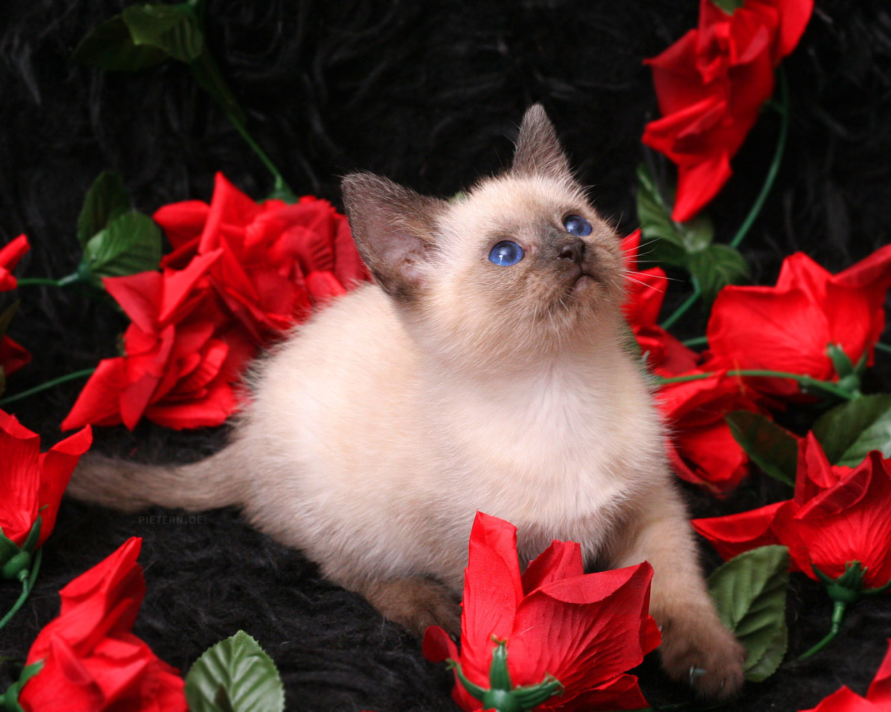 Котенок в розах