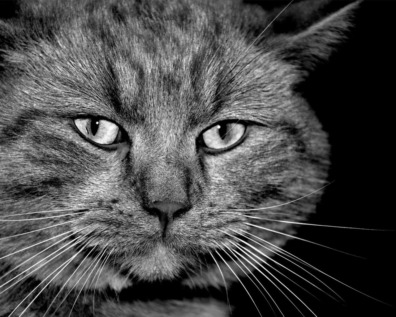 Таинственый кот