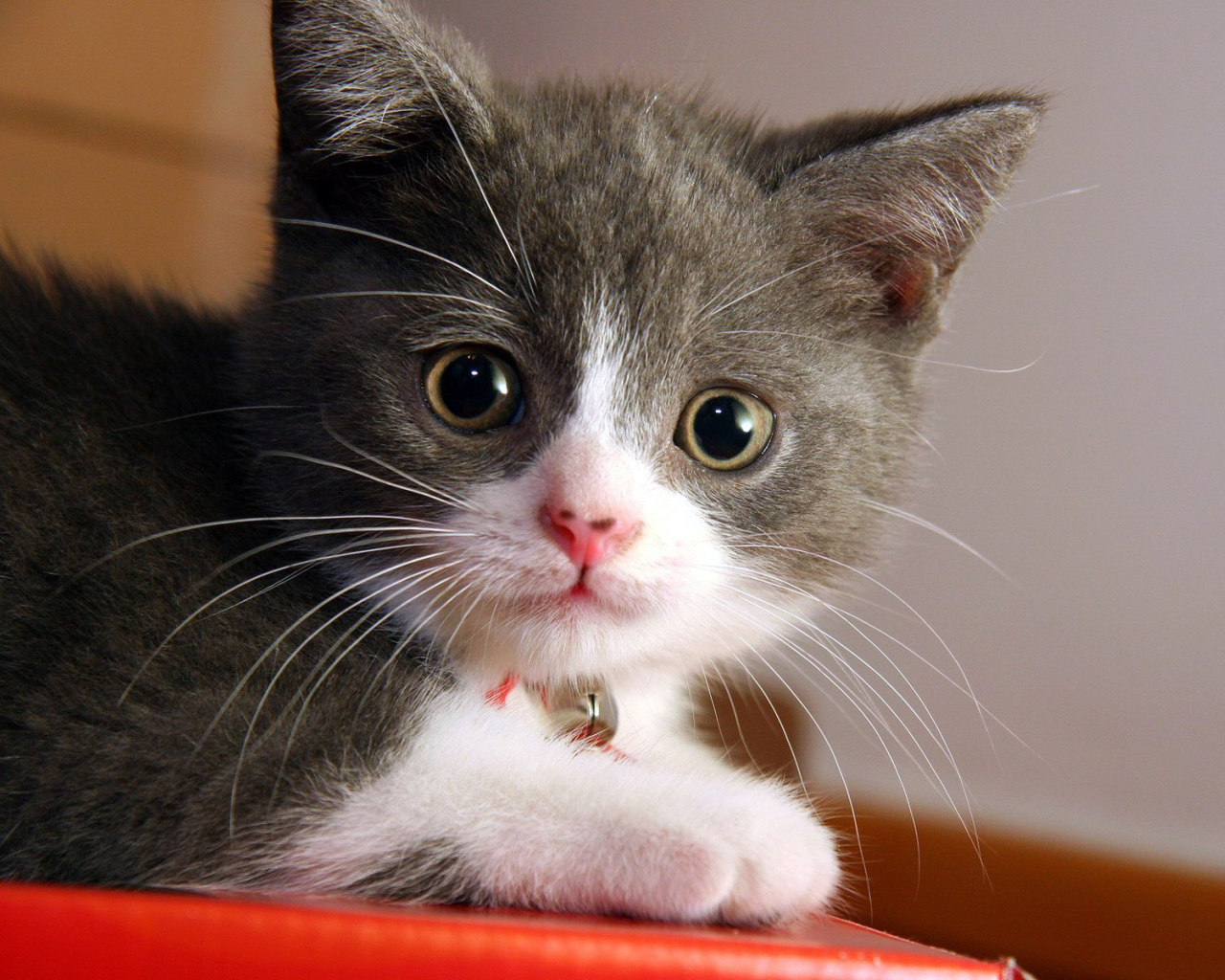 Маленький котенок