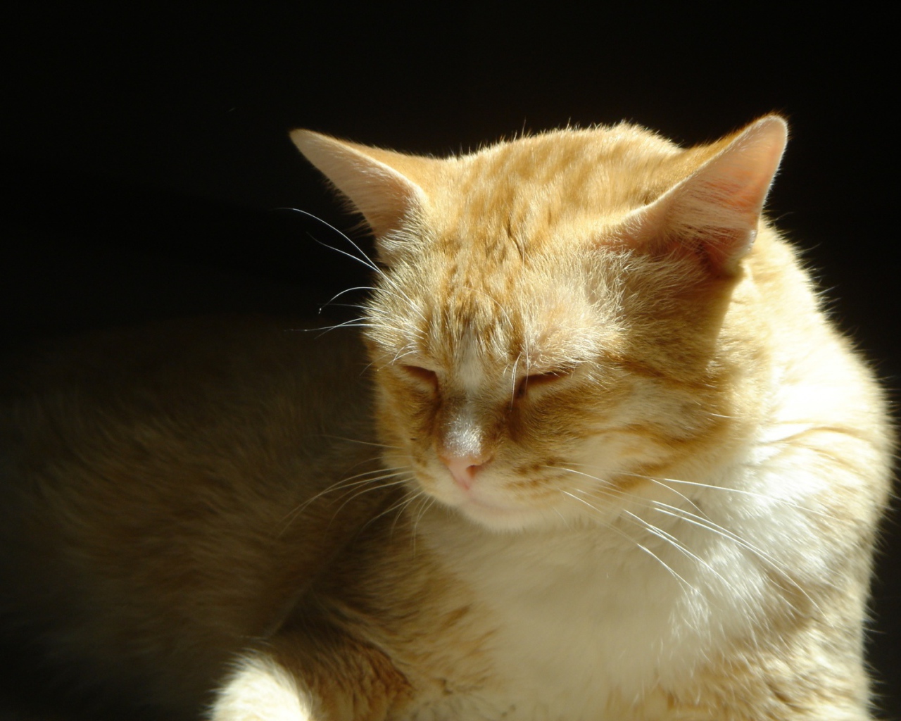 Нежные чувства