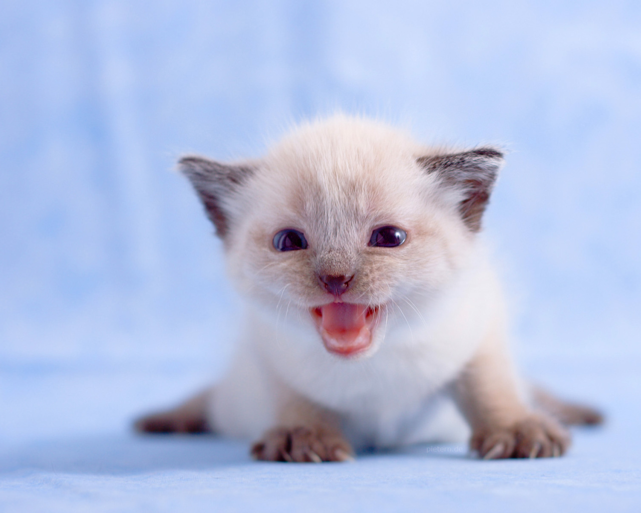 Маленький белый котенок