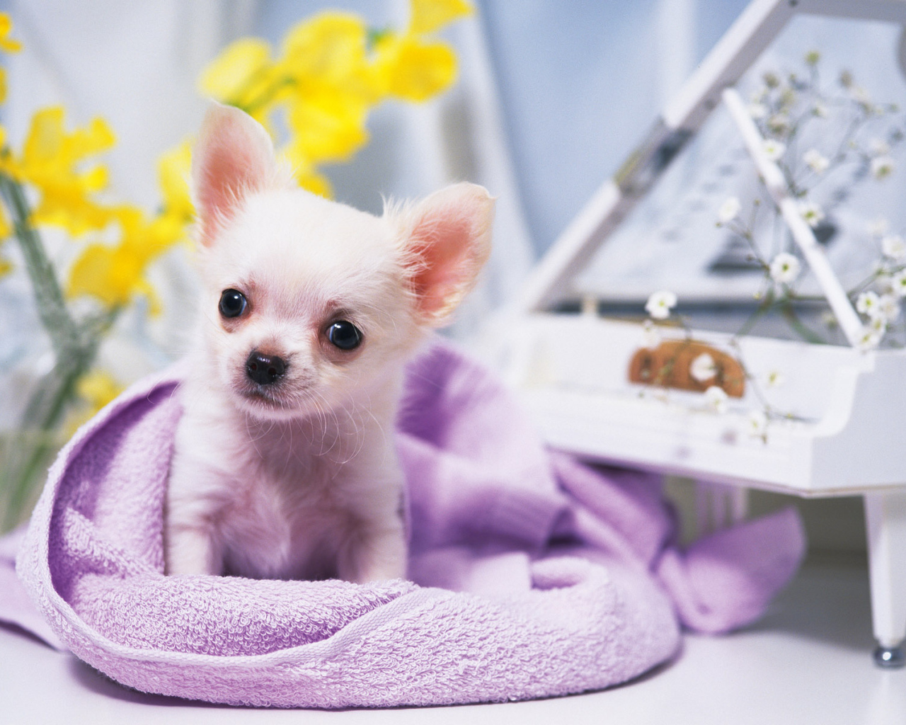 Собачка ростом с игрушку