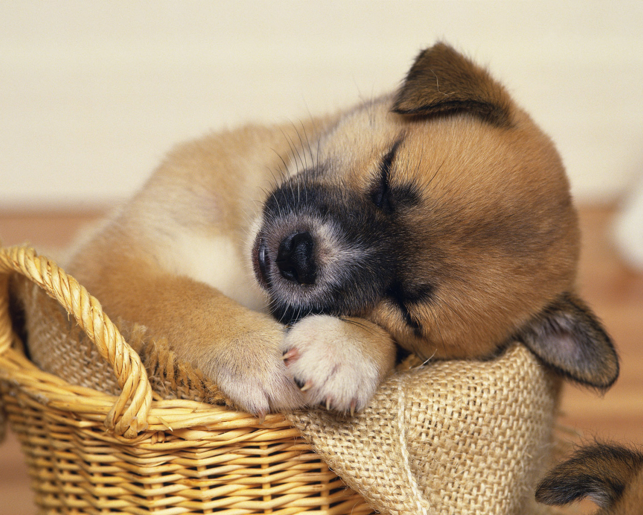 щенок в корзинке