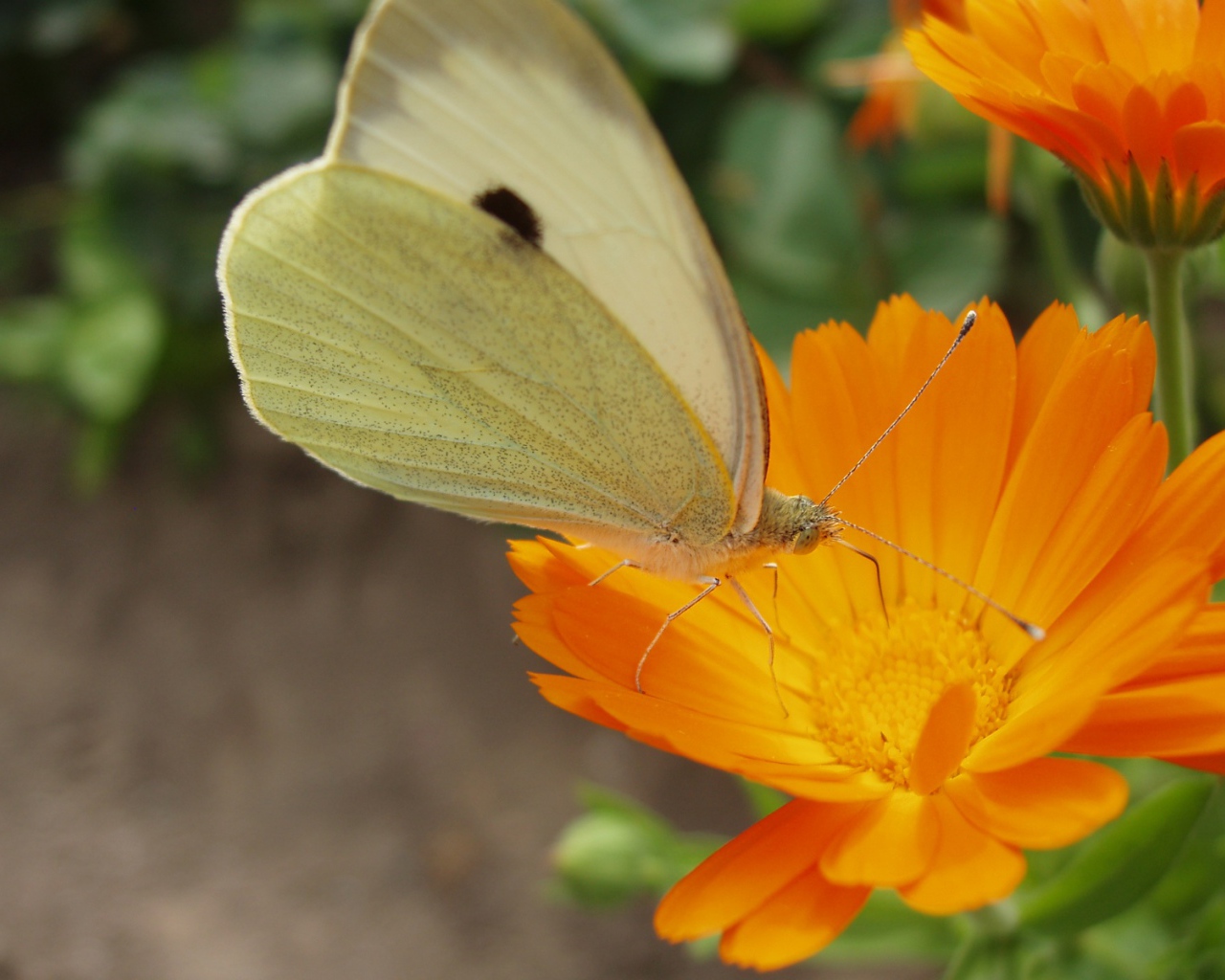 Мир бабочки