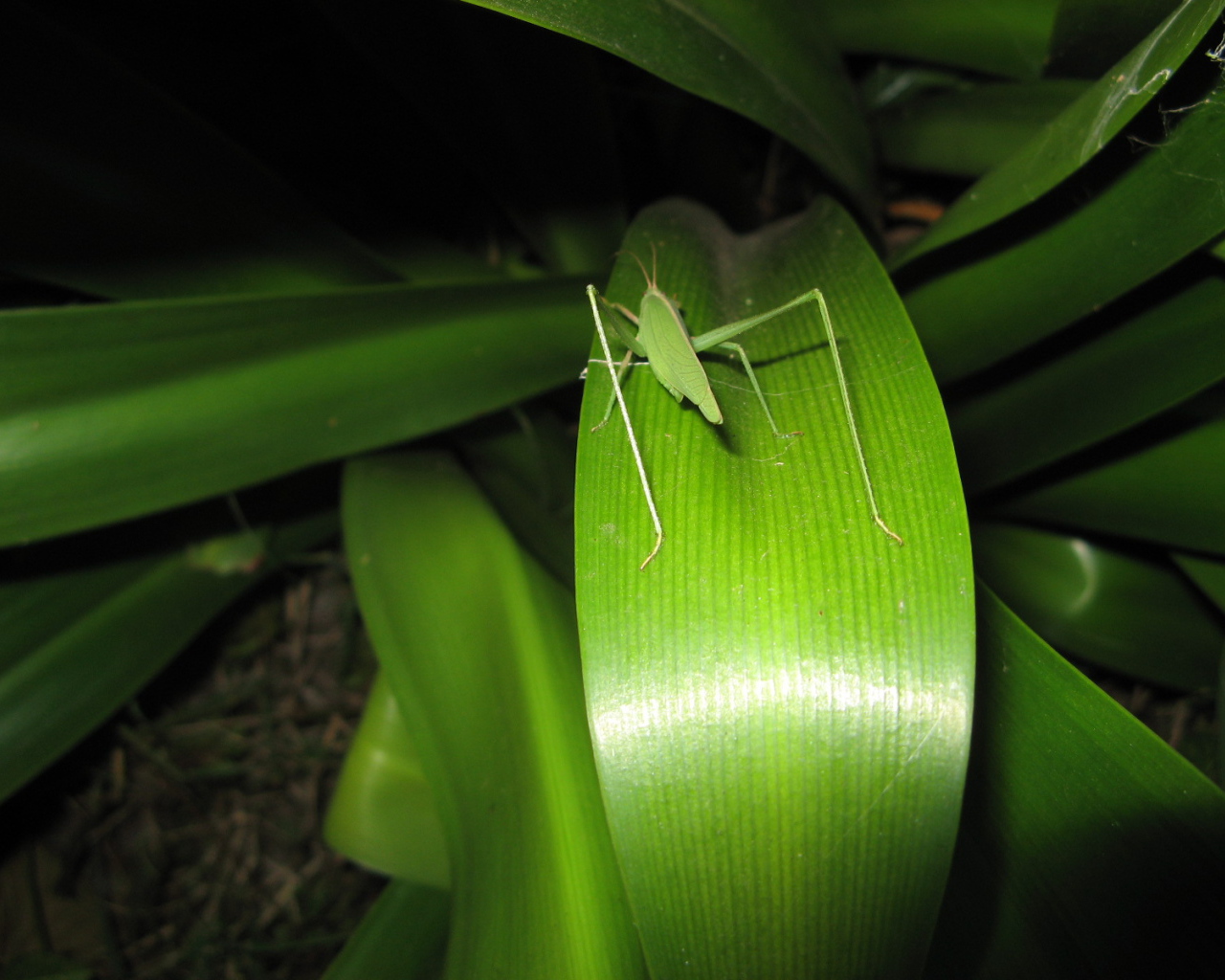 Зеленый кузнечик