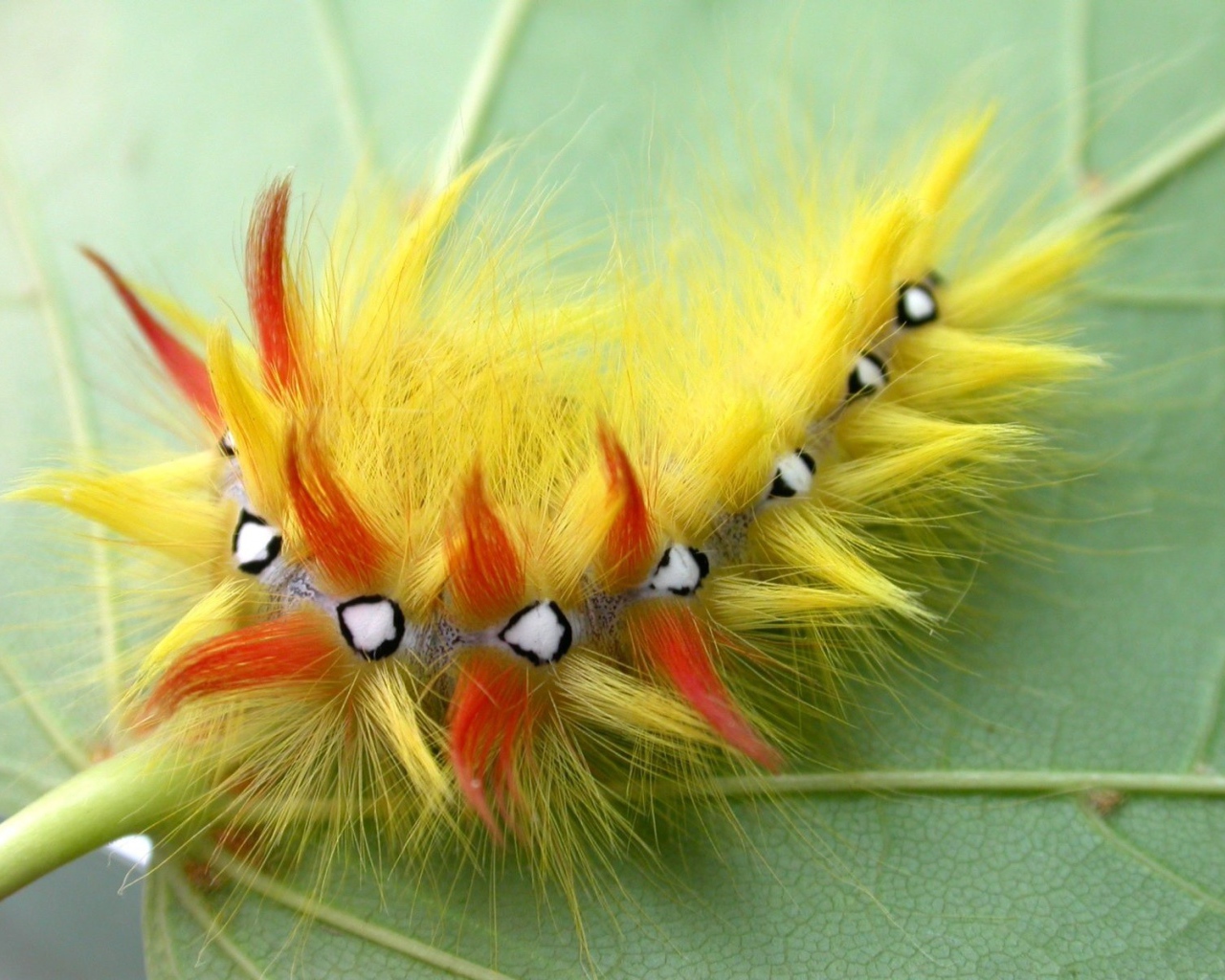 Гусеница насекомое