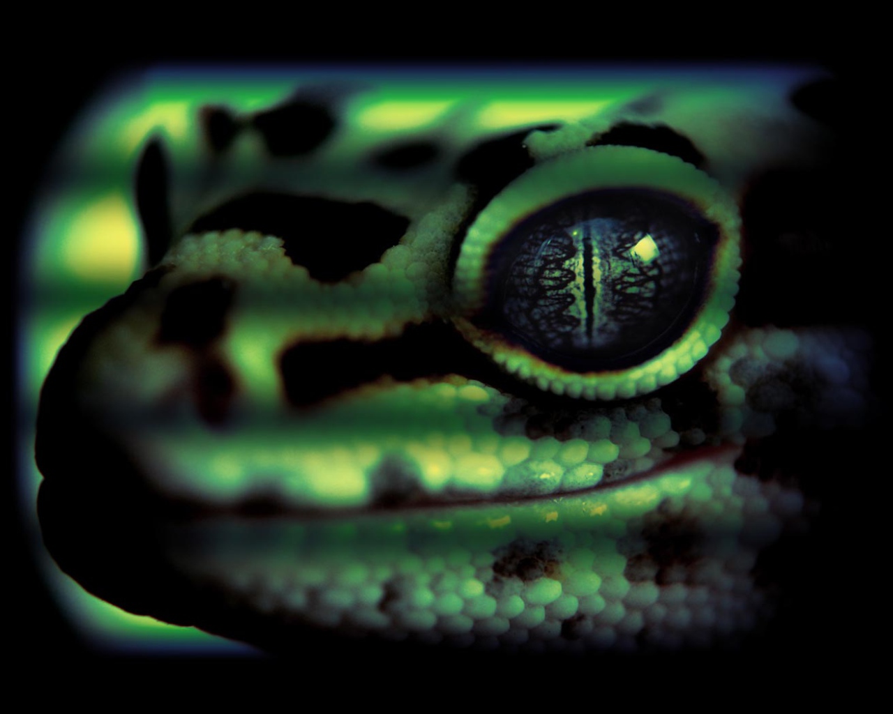 Змеиная голова