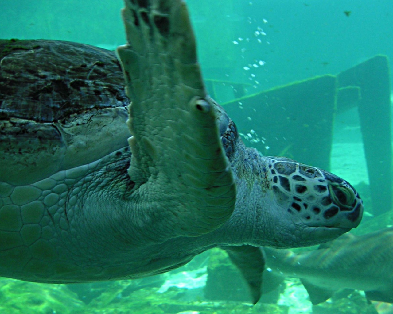 Морская черепаха