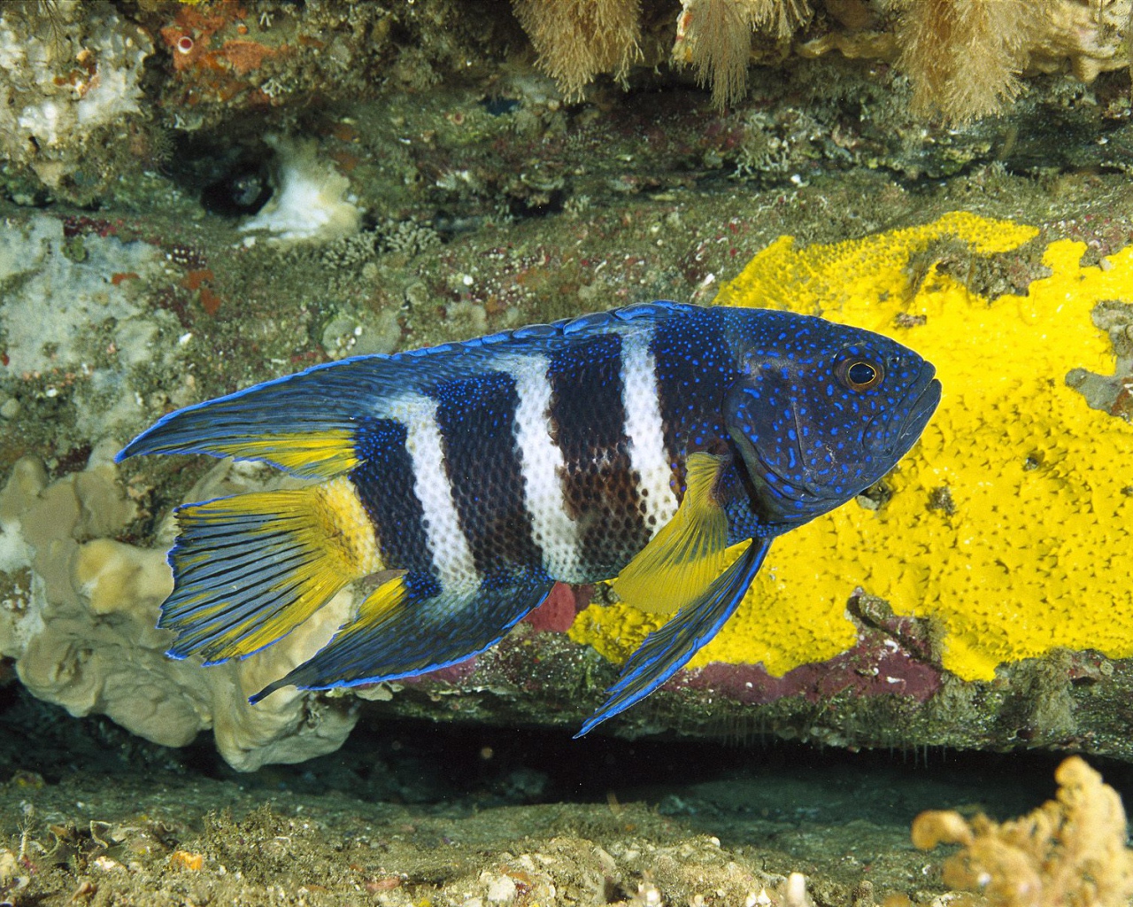 Восточный голубой дьявол