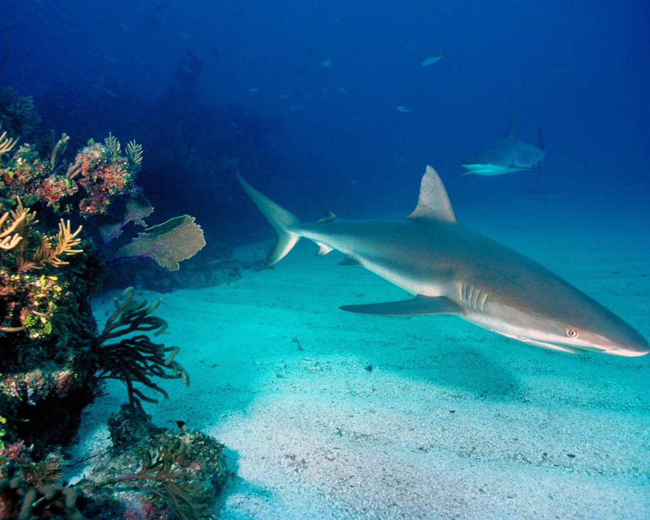 Серые рифовые акулы