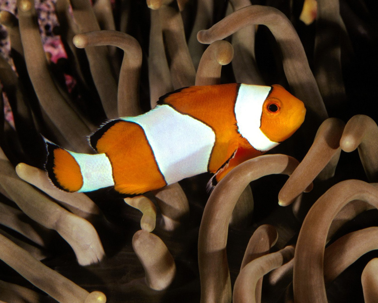 Перкула рыба клоун