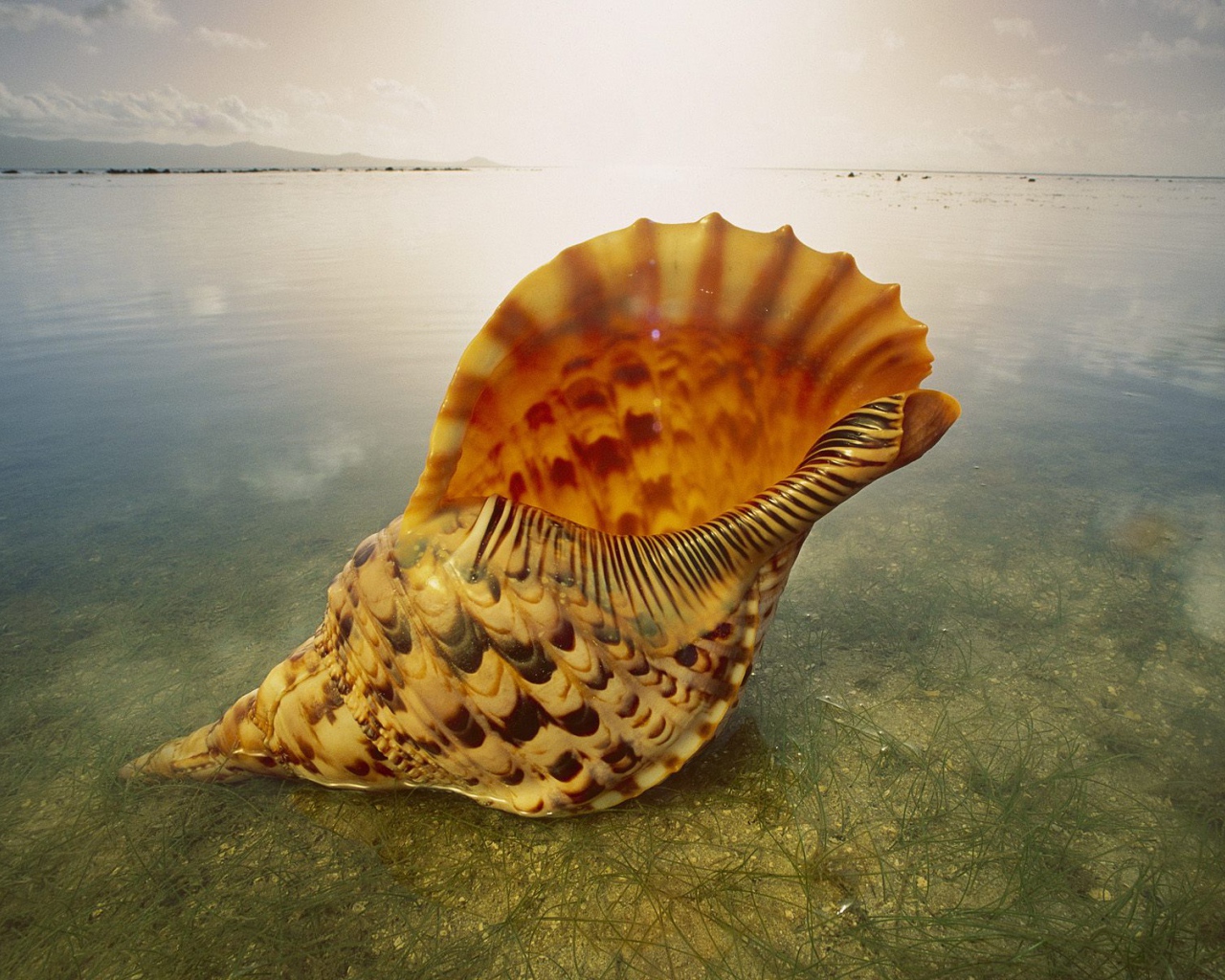 Морская раковина