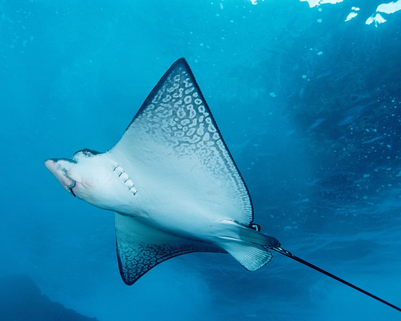 Морской скат