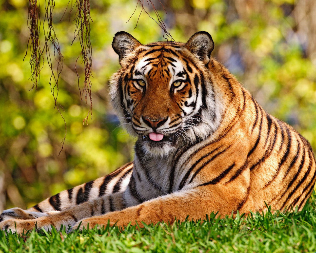 Уссурийский тигр