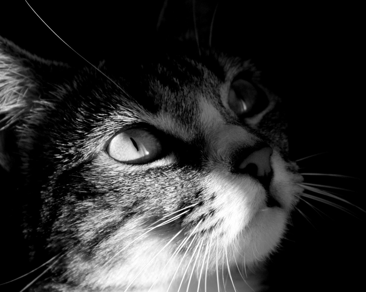 Мордочка кота