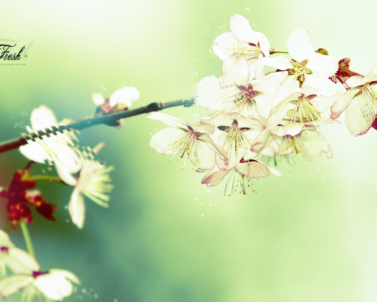 Цветущая вишня