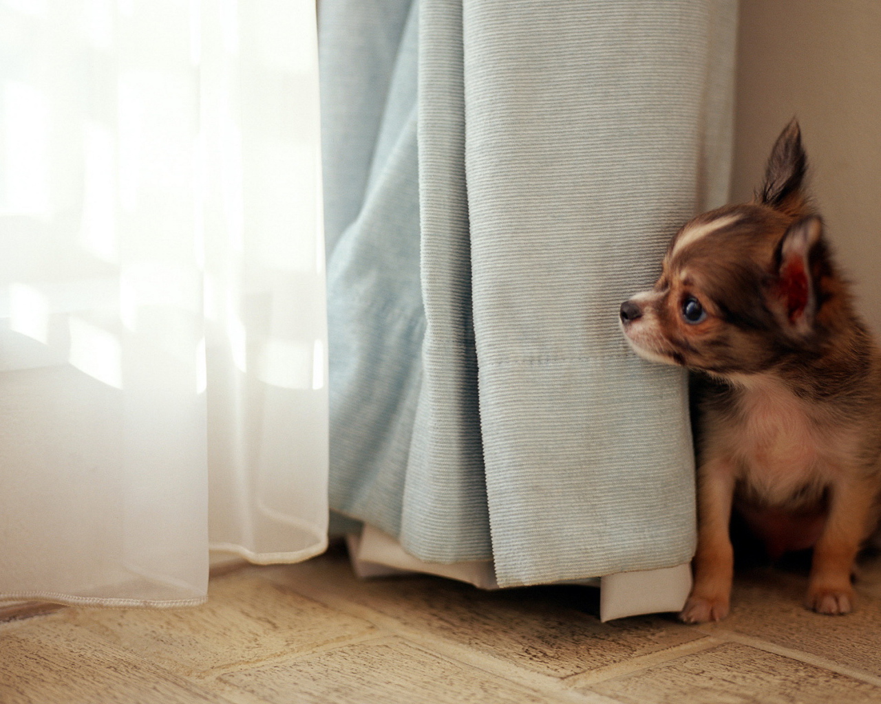 Собака в окне